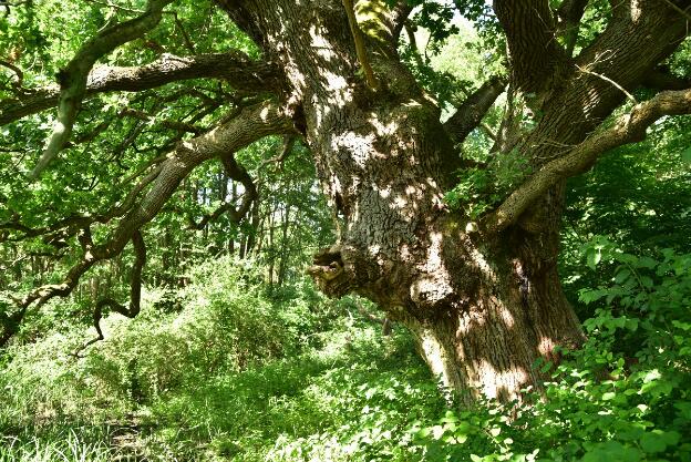 Klopstock Eiche bei Lassahn (Quercus robur), Umfang 6,13 m 