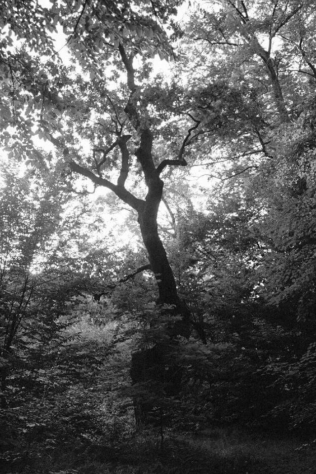 Fröhlich - Wege zu alten Bäumen - Sachsen - Nr 2 - † Luther-Eiche in Löbnitz