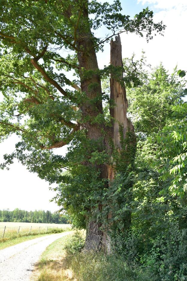 Eiche bei Banzin (Quercus robur), Umfang 6,10 m 