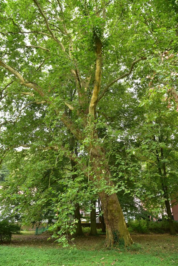 Fröhlich - Wege zu alten Bäumen - Sachsen - Nr 89a - Platane im Schloßpark von Diesbar-Seußlitz