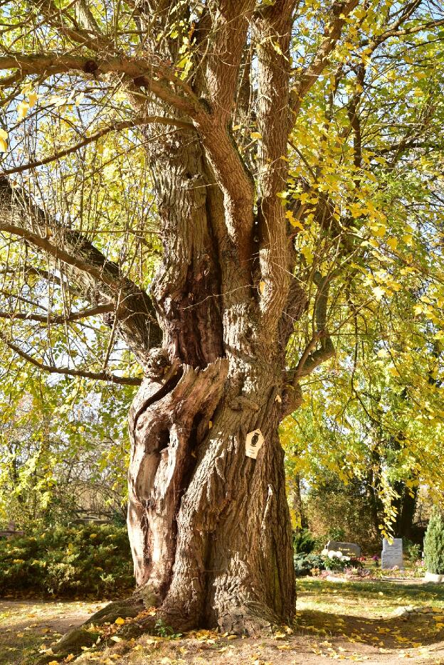 Fröhlich - Wege zu alten Bäumen - Brandenburg - Nr 268 - Maulbeerbaum in Birkholz